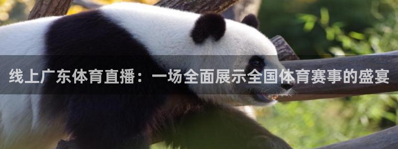 龙门直播足球：线上广东体育直播：一场全面展示全国体育赛事的盛宴