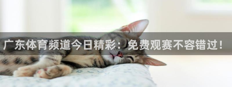 龙门体育频道在线直播：广东体育频道今日精彩：免费观赛不容错过！